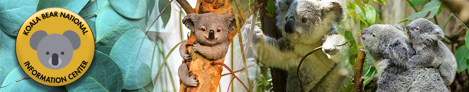 collage of koalas and KBNIC logo