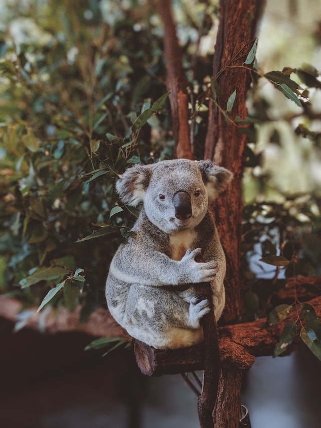 Koala clinging to a baranch in a shelter