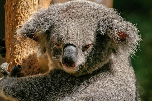 A Koala looking at you.