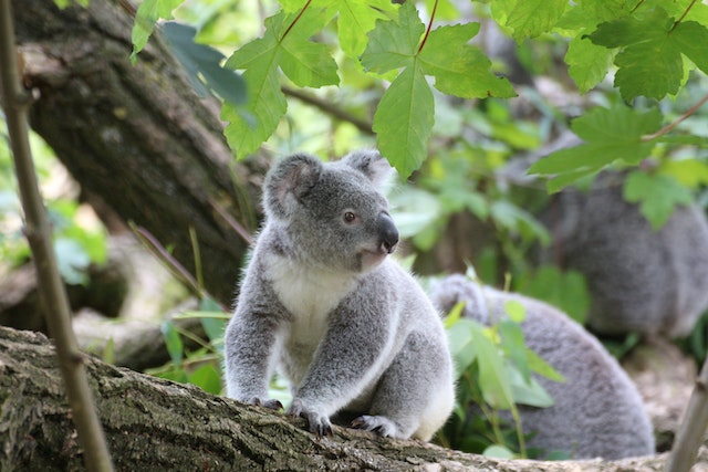 Koala starts off into the distance while ontop of a tree