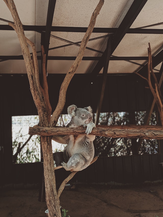 Koala starring off to the right while holding on to a tree.