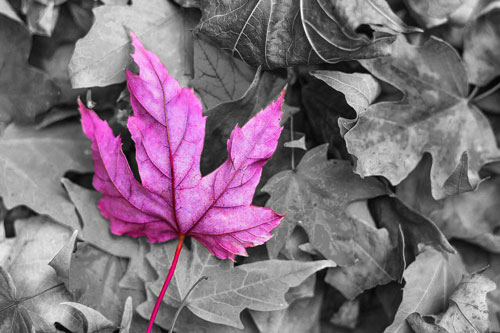 One purple leaf on a grey pile of leaves.