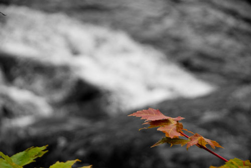 Colored leaves on a black and white background.
