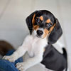 puppy