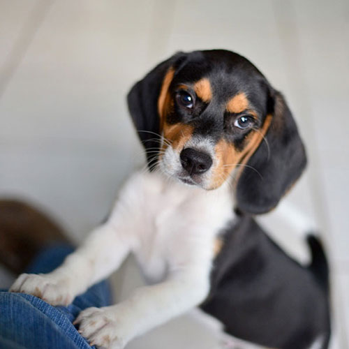 puppy